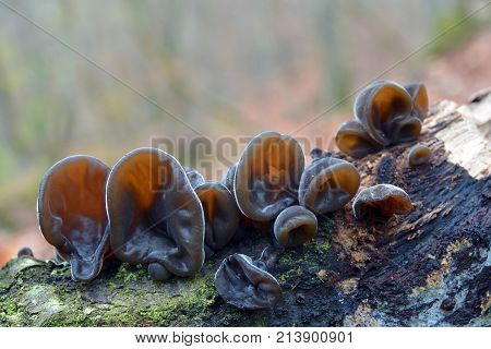 auricularia auricula-judae mushroom known as the Jew's ear wood ear jelly ear