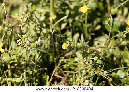 African Buttercup (ranunculus Multifidus)