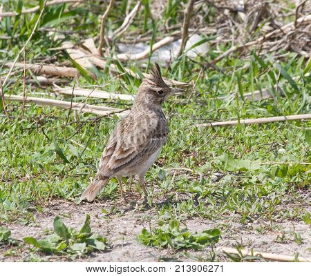A crested lark (Galerida cristata) on the beach with its crest raised