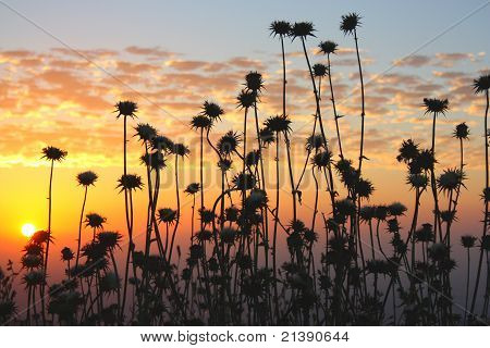 Feltet solnedgang
