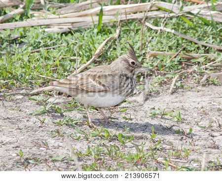A crested lark (Galerida cristata) on the beach with its crest raised