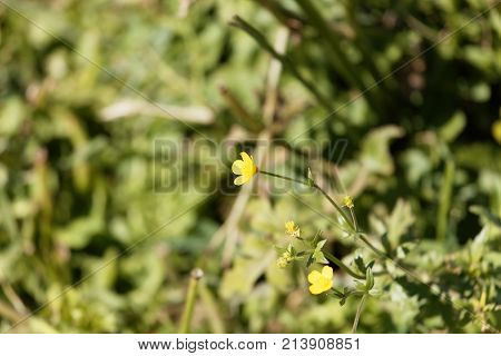 African Buttercup (ranunculus Multifidus)