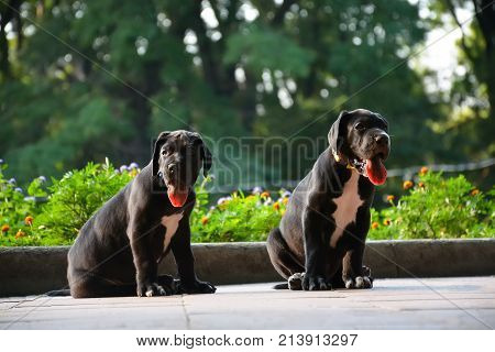 Puppies of the Great Dane walk in the park