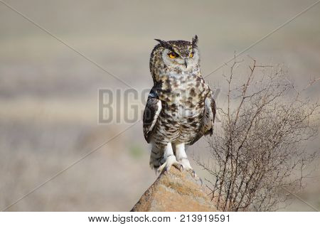 Brown spotted Eagle Owl perching on rock