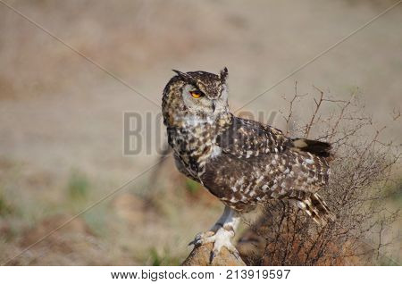 Cape spotted Eagle Owl perching on rock