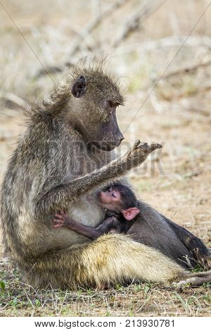 Chacma baboon in Kruger national park, South Africa ; Specie Papio ursinus family of Cercopithecidae