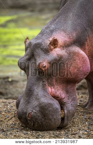 Hippopotamus in Kruger national park, South Africa ; Specie Hippopotamus amphibius family of Hippopotamidae