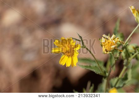 Ramtilla Plant (guizotia Scabra)