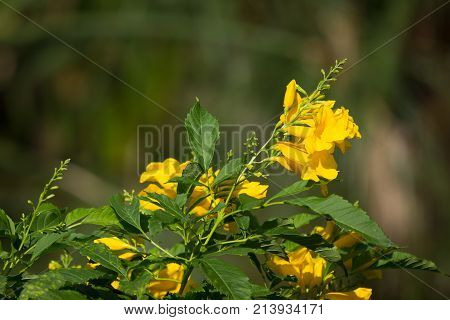 Close Up Of Yellow Flower, Yellow Elder