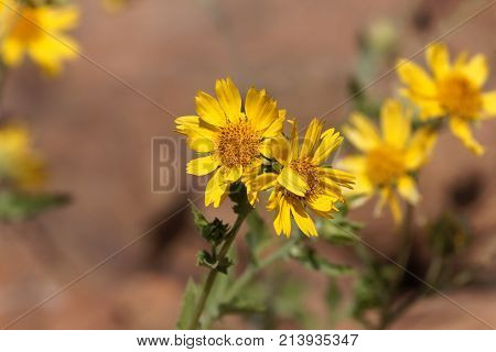 Ramtilla Plant (guizotia Scabra)