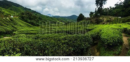 scenery of Boh tea plantation,cameron highland Malaysia at noon.