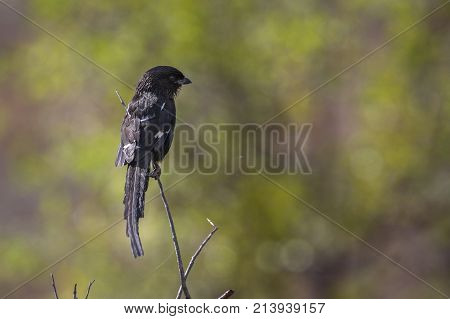 Magpie shrike in Kruger national park, South Africa ; Specie Urolestes melanoleucus family of Laniidae