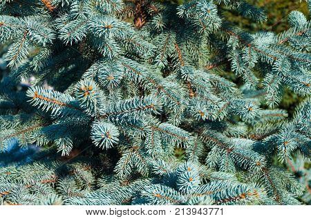 Blue spruce branches closeup as a textured background
