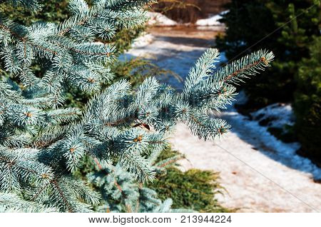 Blue spruce branches closeup as a textured background
