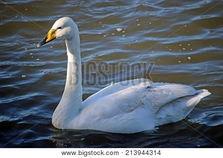 Whooper Swan