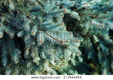 Blue spruce branches closeup as a textured background