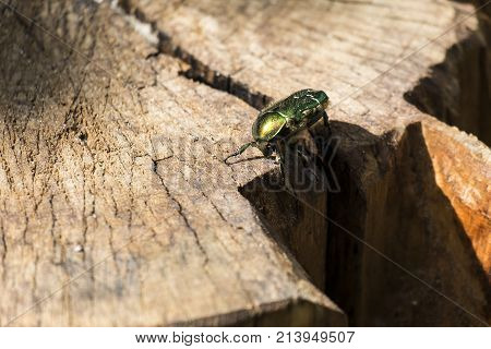 Beetle green rose chafer sits on a stump (Cetonia aurata)