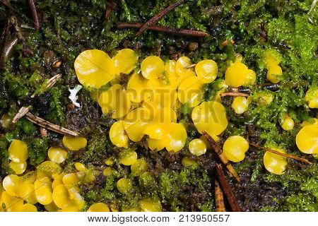 Very small fungus yellow fairy cups or lemon discos Bisporella citrina on old wood in moss macro selective focus shallow DOF.