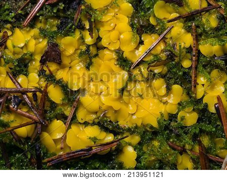 Very small fungus yellow fairy cups or lemon discos Bisporella citrina on old wood in moss macro selective focus shallow DOF.