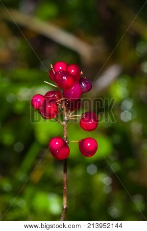 False lily of the valey maianthemum bifolium ripe berries close-up selective focus shallow DOF.
