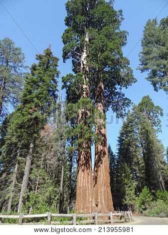 scenery at the Sequoia and Kings Canyon National Park with sequoia trees in California USA