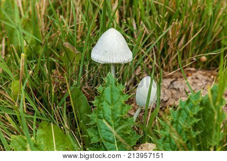 small mushrooms in leaves of green grass