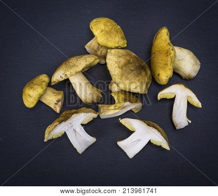 fresh forest mushrooms Tricholoma equestre on a black background top view