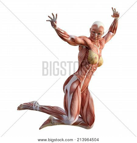 3D Rendering Muscle Maps
