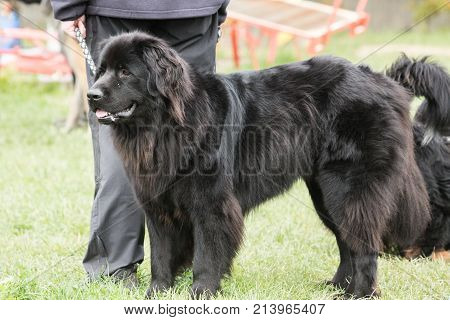 outdoor portrait of a newfoundland (terre neuve) domestic dog at work in belgium