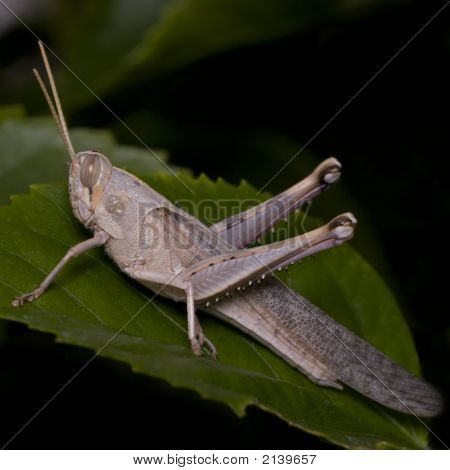 Grasshopper On Green Leaf