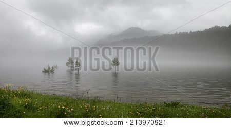 panoramic views of the river in the summer in the fog. high water during the flood flooded small trees. Early in the morning.