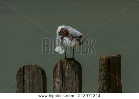 A Black headed Gull sitting on a wooden post preening