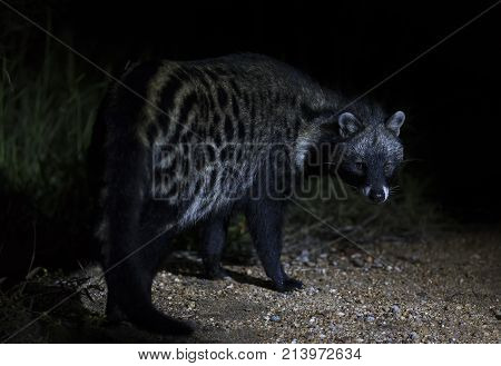 Close up of a Civet Cat in a spotlight at night time