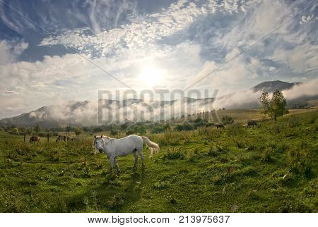 white horse closeup on background of landscape with fog and clouds in the blue sky. dawn in the mountains and green meadows of the summer season