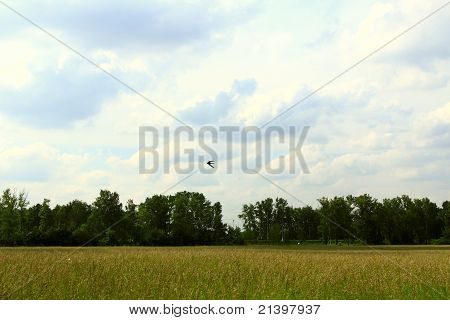 Eine Schwalbe
