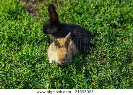 black and red little funny rabbit with long ears in the manger