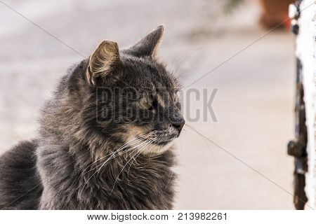 Cat In The Streets Of The Island Of Tabarca