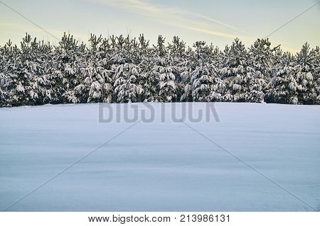 Christmas background with a row of young spruse trees covered with snow growing in snowy field