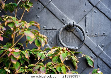 Detail of an old iron door, with a snake-shaped knocker eating its tail