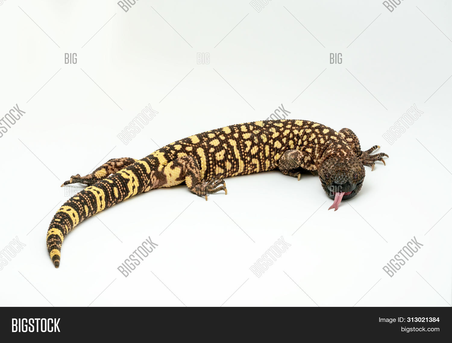 Mexican Beaded Lizard Image Photo Free Trial Bigstock
