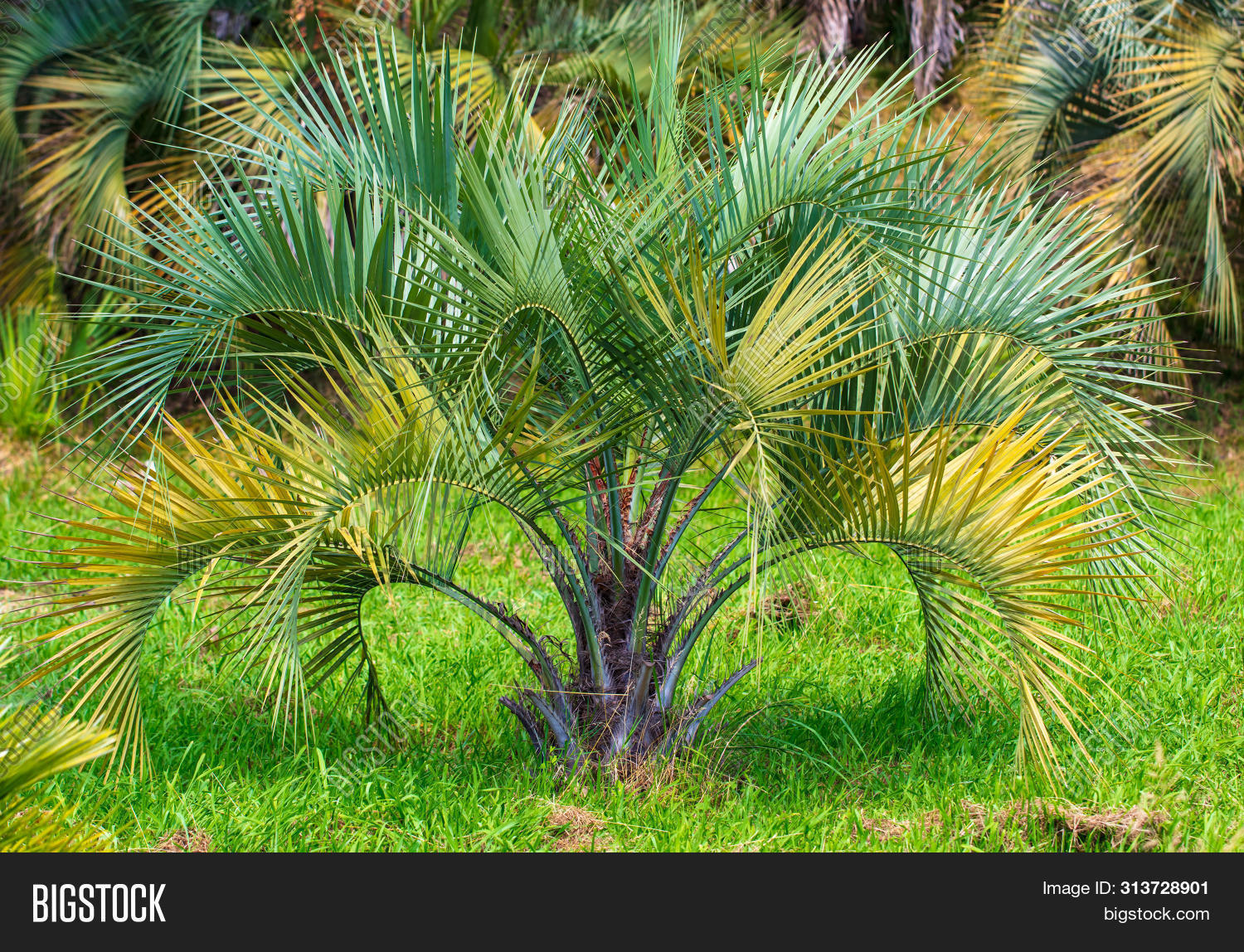 Branches Palm Trees Image & Photo (Free Trial) Bigstock