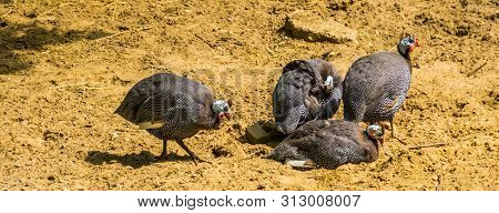 Flock Of Helmeted Guineafowl Together, Tropical Bird Specie From Africa