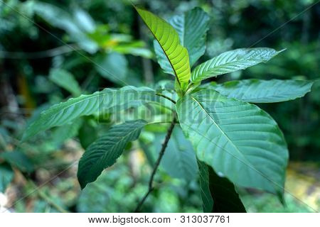 Mitragyna Speciosa Korth (kratom) Is Drug From Plant. It Is A Medicinal Plant And Is Addictive.
