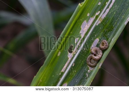 Corn Leaf Damaged By Fall Armyworm Spodoptera Frugiperda.corn Leaves Attacked By Worms In Maize Fiel