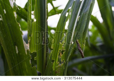 Corn Leaf Damaged By Fall Armyworm Spodoptera Frugiperda.corn Leaves Attacked By Worms In Maize Fiel