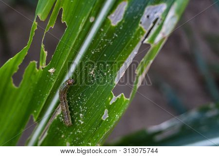 Corn Leaf Damaged By Fall Armyworm Spodoptera Frugiperda.corn Leaves Attacked By Worms In Maize Fiel