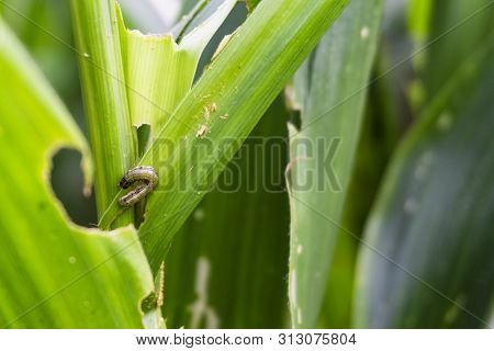 Corn Leaf Damaged By Fall Armyworm Spodoptera Frugiperda.corn Leaves Attacked By Worms In Maize Fiel