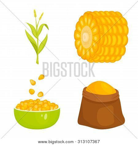 Isolated Object Of Maize And Food Symbol. Set Of Maize And Crop Stock Vector Illustration.