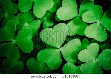 Green Trifoliate Shamrock Leaf Clover Bush Background. Forest Natural Backdrop, Outdoor.