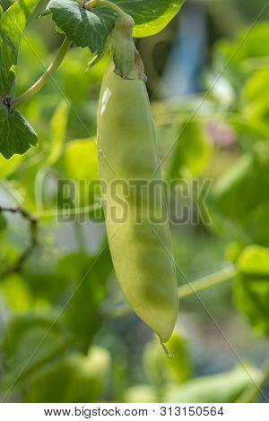 English Garden Peas Plants, Ripe Yellow Pod With Shine Through Peas Close Up